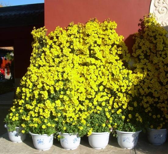 新疆 造型菊花